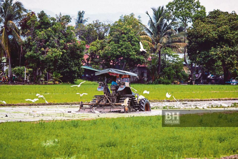 Agihan baja subsidi musim 1/2026 dijangka selesai 15 Julai