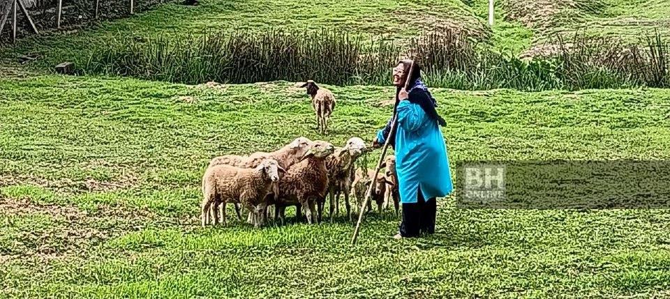 Biri-biri 'rakan' terapi bekas guru lawan kanser