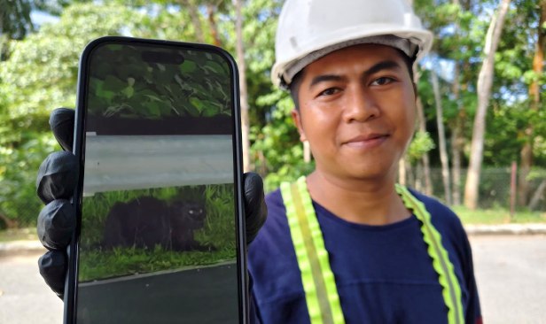 Harimau kumbang 'berehat' depan stesen minyak