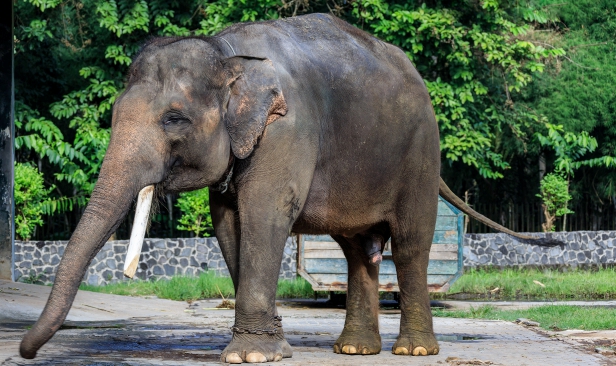 Indonesia perkukuh perlindungan gajah Sumatera, Borneo
