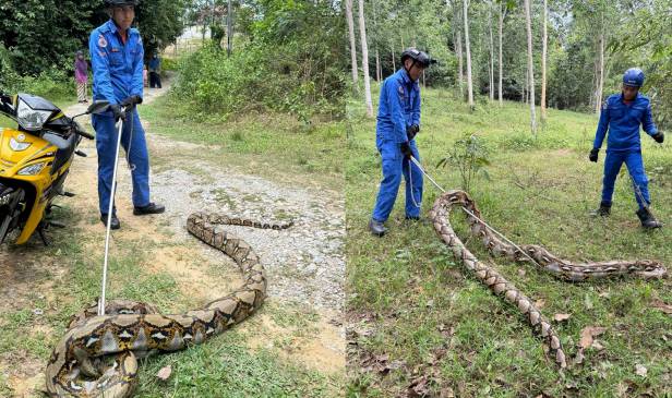 Ular sawa 'jumbo' 5 meter dalam kebun getah