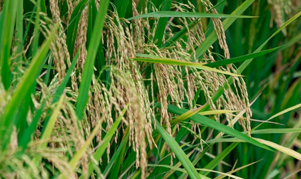 MARDI diarah tingkat pembangunan varieti padi tahan impak El Nino