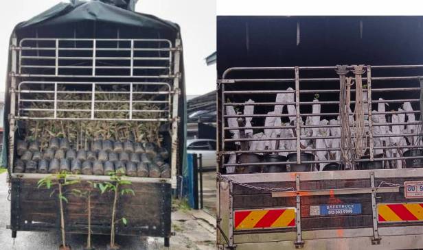 1,000 anak pokok durian duri hitam dirampas, disyaki diseludup dari Thailand