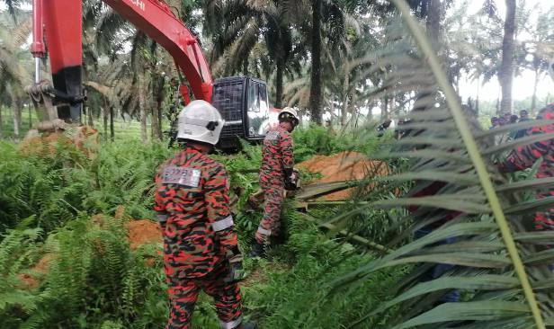 Wanita maut dihempap pokok kelapa sawit