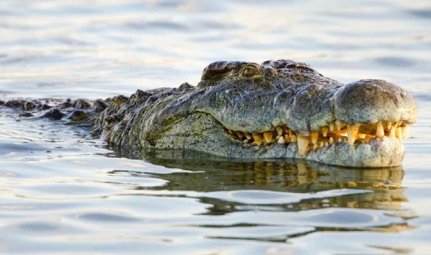 Kanak-kanak 5 tahun hilang dipercayai disambar buaya di pantai