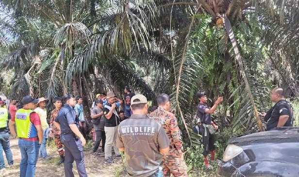 Lagi kes dibaham buaya, kali ini ketika memukat ikan