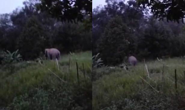 'Kami macam berada di kawasan zoo...' - Penduduk Pos Pasik bimbang ancaman gajah
