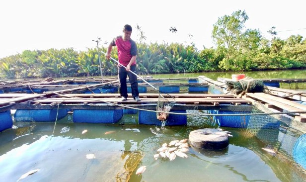Cuaca panas, penternak rugi ikan dalam sangkar mati