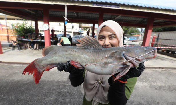 Jangan cuba ternak ikan baung ekor merah di Pahang