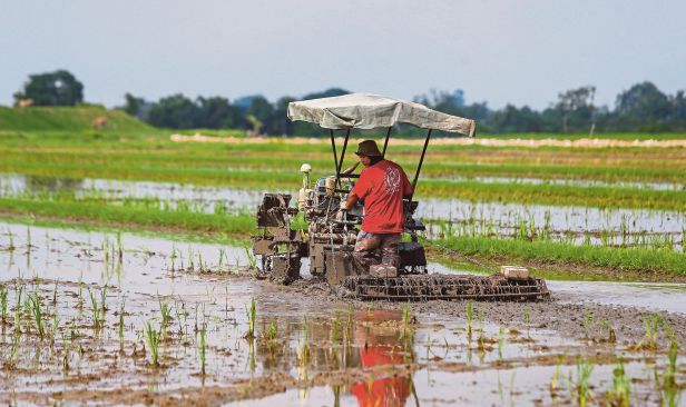 7,387 pesawah di Selangor bakal terima RM500 setiap hektar