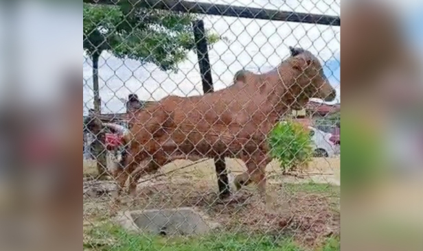 Warga emas patah tangan ditanduk lembu korban