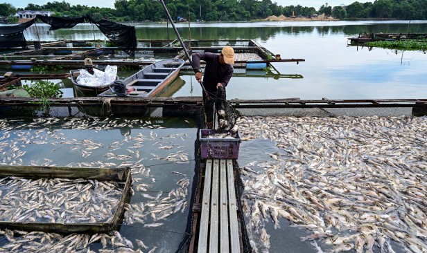 Penternak rugi RM150,000, ikan baung mati akibat air surut