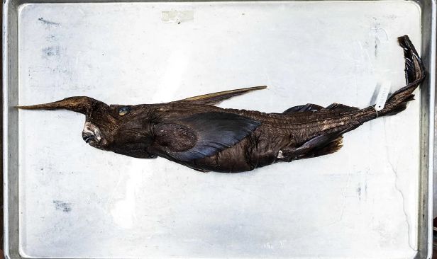 Saintis menemukan spesies baharu ikan yu hantu