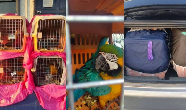 Burung Macaw bernilai RM400,000 dirampas di Tumpat