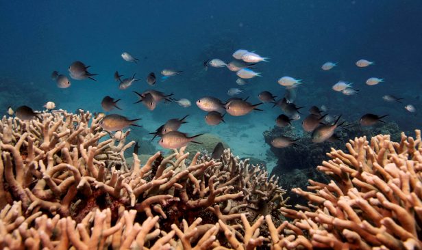 Pemanasan, kenaikan paras laut ancam Pasifik Barat Daya - WMO