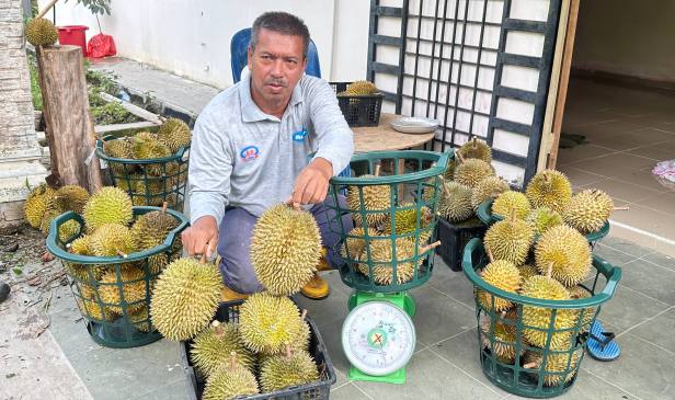 Durian Tok Litok laris ketika lambakan Musang King