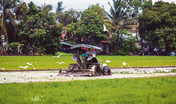 Agihan baja subsidi musim 1/2026 dijangka selesai 15 Julai