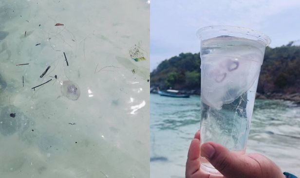 Pelancong diberi amaran selepas obor-obor bulan ditemui di pantai Phuket