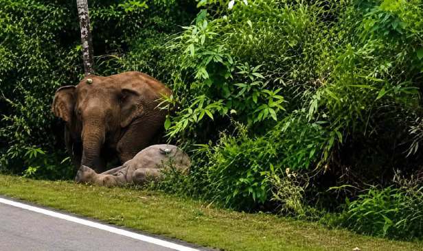 Anak gajah mati dilanggar: NRES perkukuh usaha tangani konflik manusia-hidupan liar