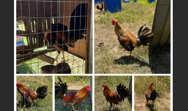 Op Taring Sangkar: Polis rampas 87 ayam sabung, 2 lelaki ditahan