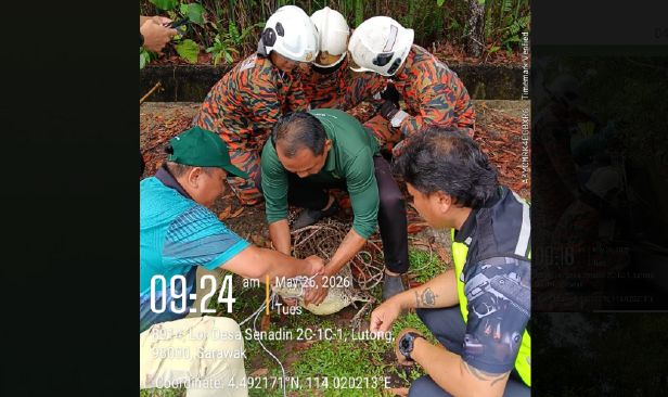 Gempar buaya panjang 6 kaki 'bersidai' dalam longkang