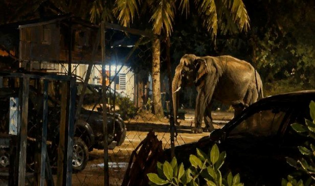 "...ingatkan ada sekatan jalan raya, rupanya gajah di tepi jalan"