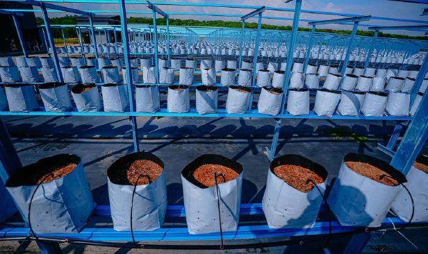 Projek ladang halia, rockmelon, bawang Merlimau jadi model pembangunan tanah terbiar
