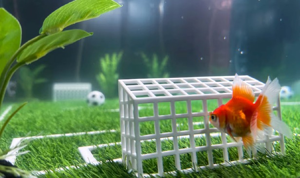 Swimbappe ikut jejak Paul si sotong kurita
