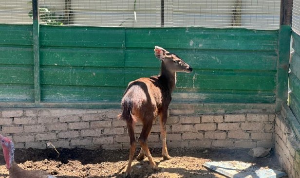 Zoo mini haram terbongkar, hidupan liar dirampas