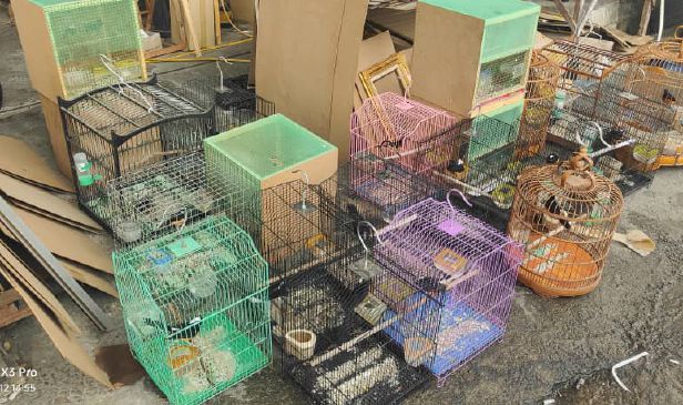 Lelaki di Sabah ditahan pelihara burung dilindungi tanpa permit