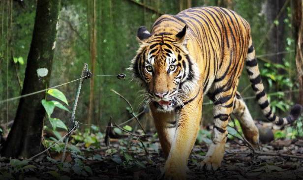 PERHILITAN benar pendakian Bukit Bangkong meskipun kawasan rayau harimau belang