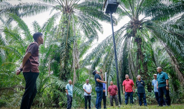 Burung pungguk jadi ejen kawalan biologi kurangkan ancaman tikus di Kampung Labu