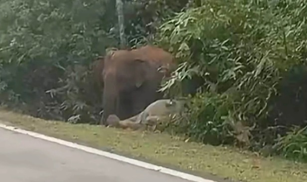 Tragedi Gerik berulang, ibu gajah enggan berganjak 7 jam selepas anak mati