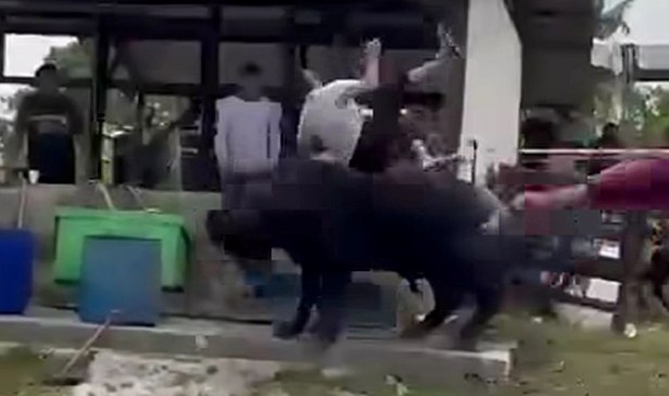 Lelaki patah rusuk kiri ditanduk kerbau korban terlepas tali