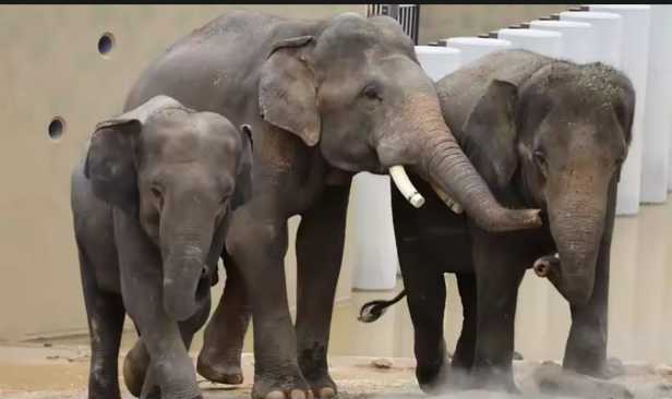 Tempoh perjanjian 25 tahun gajah Dara, Amoi, Kelat munasabah demi  konservasi
