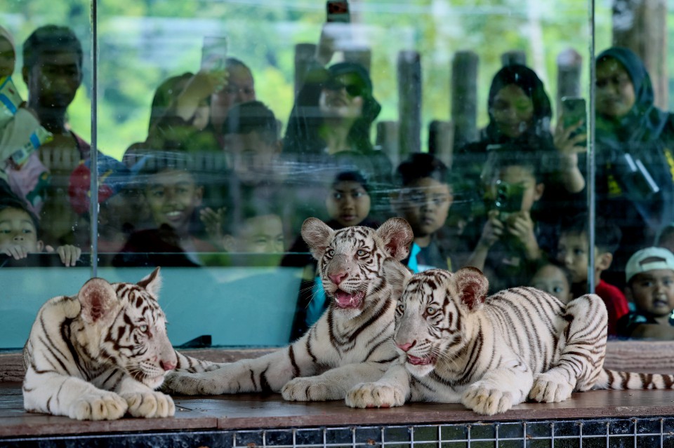 3 anak Harimau Bengal Putih - Rory, Bima, DB - tarikan terbaharu Zoo Kemaman