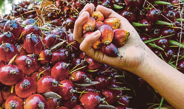 Ancaman El Nino: Unjuran harga minyak sawit dinaikkan kepada RM4,450 - Kenanga Research