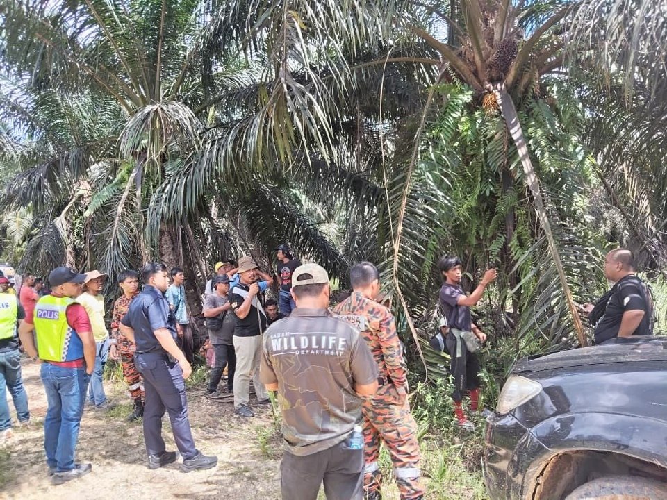 Lagi kes dibaham buaya, kali ini ketika memukat ikan