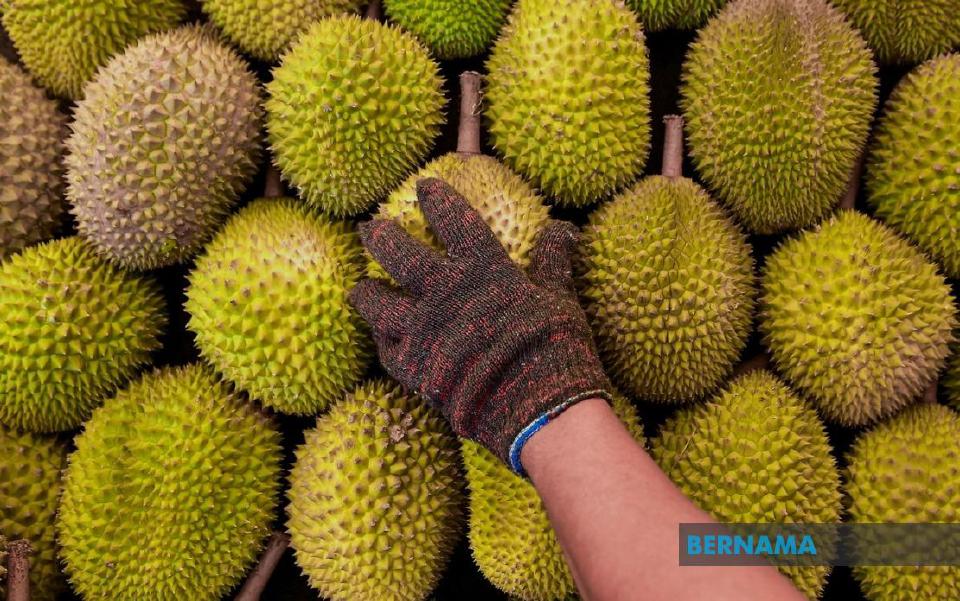 durian05