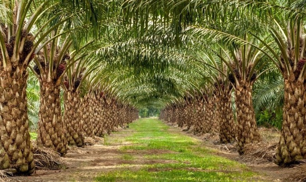 Ladang sawit empat negeri dijangka terkesan El NiĂ±o lebih kuat