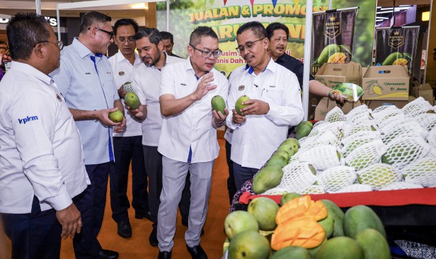 FAMA sasar jual lima tan mangga Harumanis bernilai sekitar RM150,000