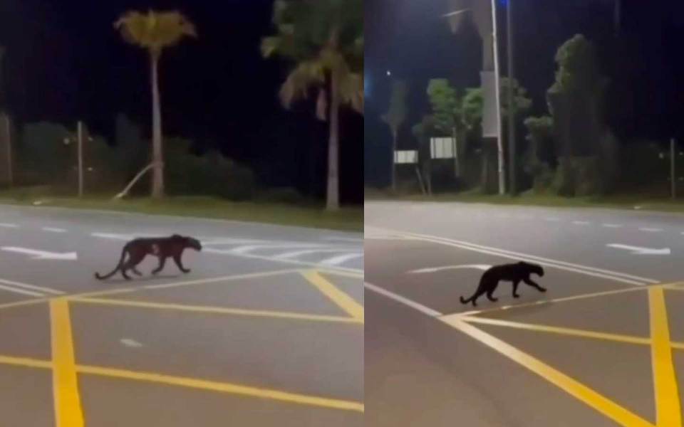 Harimau kumbang: Pengguna jalan Pangkalan sekitar Pangkalan Gawi tak perlu panik - PERHILITAN