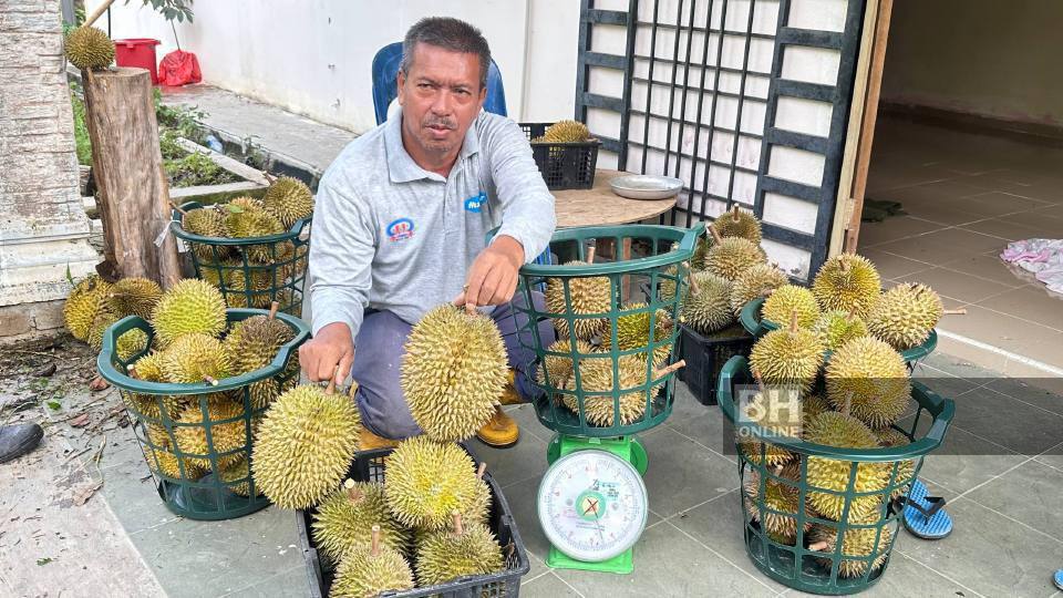 Durian Tok Litok laris ketika lambakan Musang King