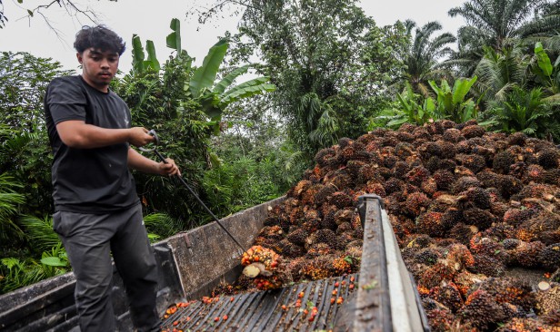 Harga minyak sawit diunjur RM4,400 hingga RM4,650 satu tan pada Ogos
