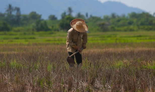 Kenaikan kos input pertanian berisiko jejas bekalan makanan negara